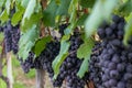 Grapes of Nebbiolo ready for the upcoming harvest, Piedmont, Italy
