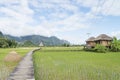 Walk way across rice field in Laos