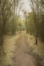 Walk way between bamboo tree in forest Royalty Free Stock Photo