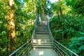 walk way in the forest Royalty Free Stock Photo