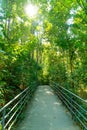 walk way in the forest Royalty Free Stock Photo