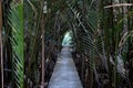 Walk way forest palm exteriorin in the garden on Royalty Free Stock Photo