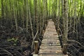 Walk way forest Royalty Free Stock Photo