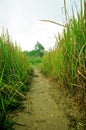 Walk way with high grass Royalty Free Stock Photo