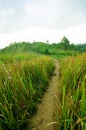 Walk way with high grass Royalty Free Stock Photo
