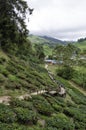 Walk way leading to Sungai Palas BOH Tea House, one of the most visited tea house by tourists in Cameron Highland, Malaysia