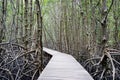 Walk way in mangrove forest, other name is inter tidal forest Royalty Free Stock Photo
