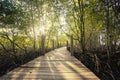 Walk way in mangrove forest Royalty Free Stock Photo