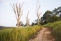 Walk way in the meadow Royalty Free Stock Photo