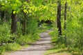 Walk way in the park Royalty Free Stock Photo