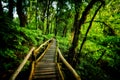 Walk way into rain forest inthanon mountain Thailand Royalty Free Stock Photo