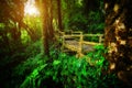 Walk way into rain forest inthanon mountain Thailand Royalty Free Stock Photo