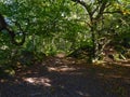 Walk the woodland path between twisted Silver Birch and Oak trees Royalty Free Stock Photo