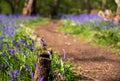 Carpet of bluebells in spring, photographed at Pear Wood in Stanmore, Middlesex, UK Royalty Free Stock Photo