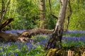 Carpet of bluebells in spring, photographed at Pear Wood in Stanmore, Middlesex, UK Royalty Free Stock Photo