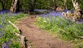 Path through carpet of bluebells in spring, photographed at Pear Wood in Stanmore, Middlesex, UK