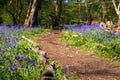Path through carpet of bluebells in spring, photographed at Pear Wood in Stanmore, Middlesex, UK Royalty Free Stock Photo
