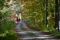 Walk through the woods Royalty Free Stock Photo