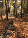 A Walk in the Woods Royalty Free Stock Photo