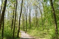 Walk in the woods in spring time Royalty Free Stock Photo