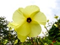 on a walk of yellow flowers