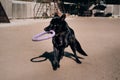 Walk with your dog in the fresh air in the Park. Kennel of working German shepherds. A large male German shepherd dog of