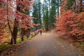 Walker in autumn forest