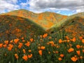 CA poppy fields