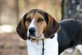 Walker Coonhound Dog Royalty Free Stock Photo