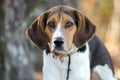 Walker Coonhound Dog Royalty Free Stock Photo