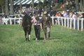 Walker with horse during Spring Steeplechase race Royalty Free Stock Photo