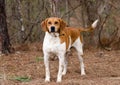 Walker Hound mixed breed dog Royalty Free Stock Photo