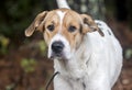 Walker Hound mixed breed dog Royalty Free Stock Photo
