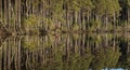 Walker in Scots Pine forest at Loch Mallachie in the Scottish Highlands.