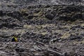 Walker in yellow traversing a rock field in Scottish Highlands