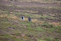 Walkers arount the Area of South Stack Lighthouse on the island of Anglesey, Wales