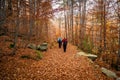 Walkers on path of golden autumn leaves in a forest in Corsica Royalty Free Stock Photo