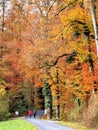 Walkers under fall trees