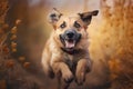 Happy smiling dog, running on through a field of grasses and wildflowers on a sunny Spring day