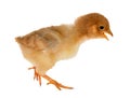 Walkin isolated small yellow chicken Royalty Free Stock Photo