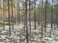 Walking across a pine forest at sunny summer day with light flickering through the branches. Warm sunbeams illuminating the trunks Royalty Free Stock Photo