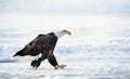 Walking Adult Bald eagle Royalty Free Stock Photo