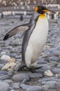 Walking adult king penguin