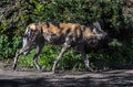 Walking african hunting dog 2