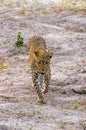 Walking African leopard in Chobe NP