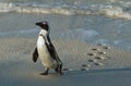 Walking African penguin (spheniscus demersus) with footprint on the wet sand. Royalty Free Stock Photo