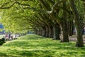 Walking alley, Plane Trees, Szczecin in Poland, Public Park, Recreation and leisure for residents