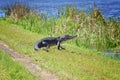 Walking Alligator Royalty Free Stock Photo
