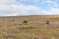 Walking along the Padjelanta in the Sarek National Park in northern Sweden. selective focus