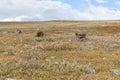 Walking along the Padjelanta in the Sarek National Park in northern Sweden. selective focus